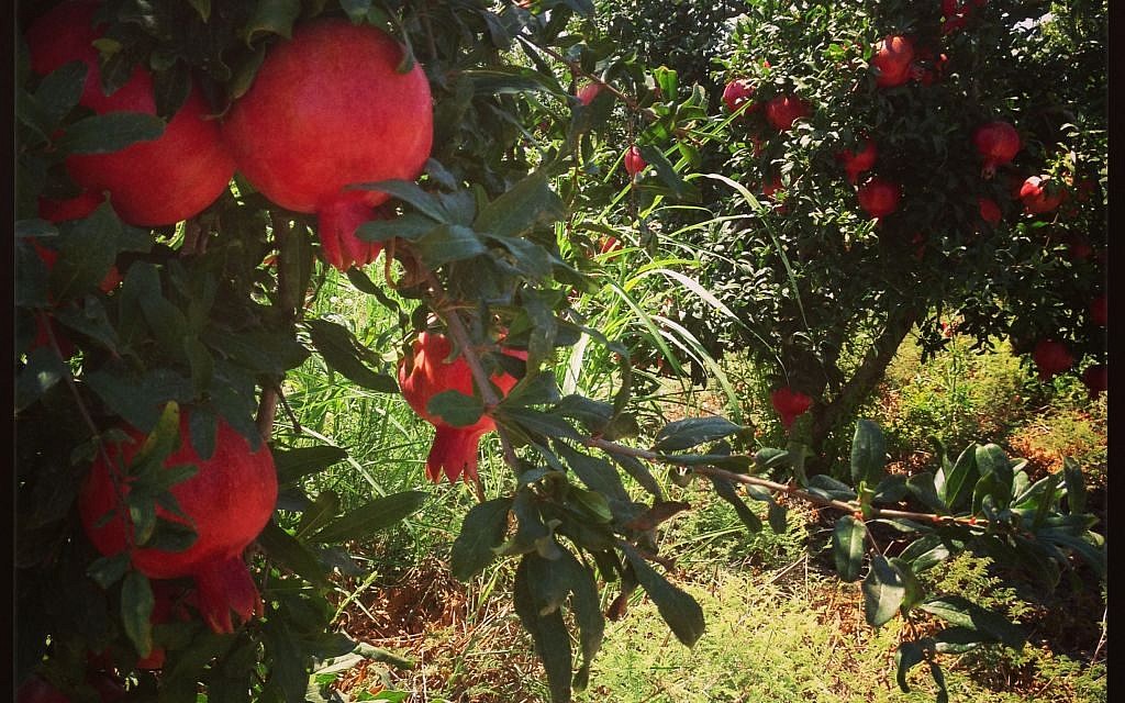 Illustrative: Ruby-red Rosh Pered pomegranates, growing near Binyamina, just north of Caesaraea (photo credit: Jessica Steinberg/Times of Israel) Illustrative: Ruby-red Rosh Pered pomegranates, growing near Binyamina, just north of Caesaraea (photo credit: Jessica Steinberg/Times of Israel)