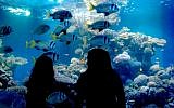 An underwater observatory in Eilat. (illustrative photo: Nati Shohat/Flash90)
