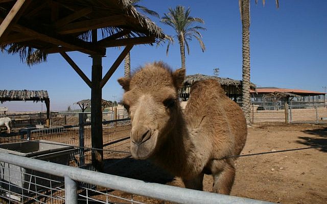 Just one attraction at Kibbutz Revivim (photo credit: Shmuel Bar-Am)