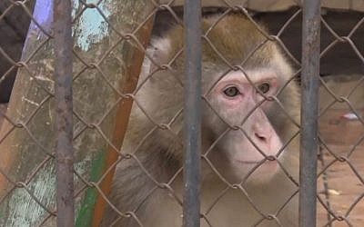 A current Kharkov Zoo monkey (photo credit: YouTube screenshot)