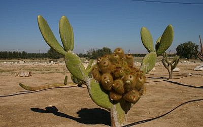 Revivim cactus (photo credit: Shmuel Bar-Am)
