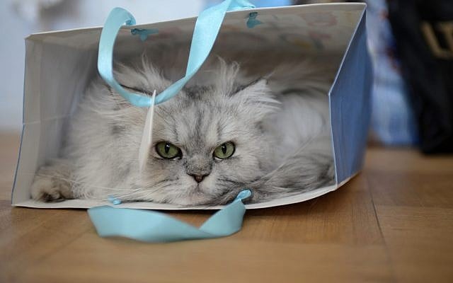 A Persian cat in a bag. (photo credit: CC BY akk_rus, Flickr) A Persian cat in a bag. (photo credit: CC BY akk_rus, Flickr)