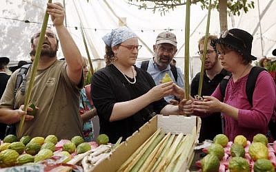 Examining palm-branches and citrons, known as lulav and etrog, for imperfections, at the 'four-species' market in Jerusalem on September 16, 2013. (illustrative photo credit: Miriam Alster/Flash90)