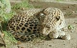 A leopard at the Hannover Zoo in Germany. (Photo credit: Ralf Schmode/Wikimedia)