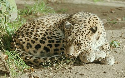 A leopard at the Hannover Zoo in Germany. (Photo credit: Ralf Schmode/Wikimedia)