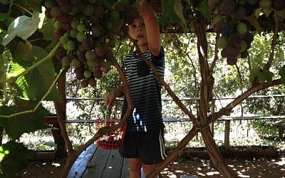 Picking organic grapes at Odem (photo credit: Jessica Steinberg/Times of Israel) Picking organic grapes at Odem (photo credit: Jessica Steinberg/Times of Israel)