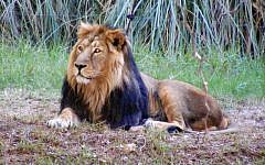 Illustrative photo of male lion (photo credit: Jerusalem Biblical Zoo/Yarah Tamari)