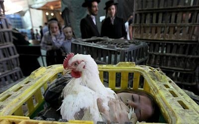 A young Ultra Orthodox Jewish boy lays in a chicken cage holding a chicken, which will be used as part of the Kaparot ritual. (photo credit: Nati Shohat / Flash90)
