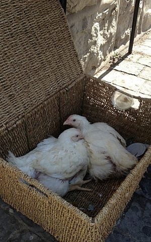Chickens ready for kapparot on Jerusalem's Emek Refaim street (photo credit: Jessica Steinberg/Times of Israel)
