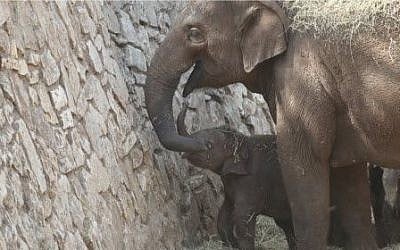 La Petite and her newborn calf at the Ramat Gan Safari, Wednesday (photo credit: Courtesy)