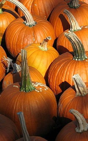 You'll go out of your gourd for this pumpkin pie recipe (Courtesy Wiki Commons)