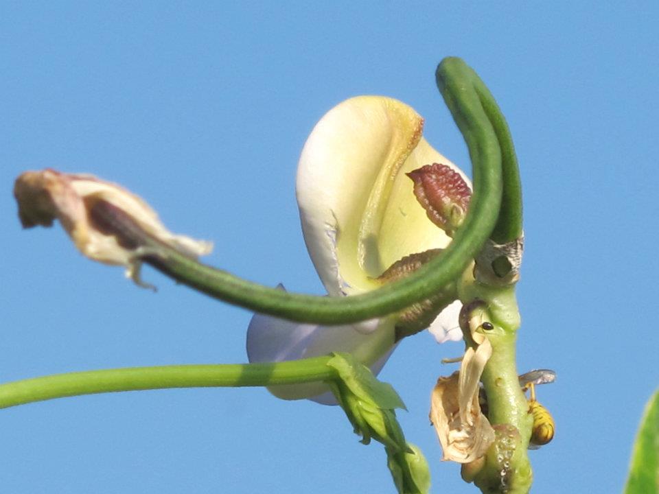 The lubia flower (Courtesy Chubeza) The lubia flower (Courtesy Chubeza)