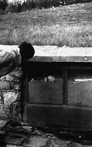 A visitor to the site of the former World War II Nazi death camp at Sobibor in eastern Poland, examines a display case containg the ashes and bones of victims of the camp's gas chambers, Nov. 6, 1987. The mound in the background is formed by human ashes. (photo credit: AP Photo/Czarek Sokolowski) A visitor to the site of the former World War II Nazi death camp at Sobibor in eastern Poland, examines a display case containg the ashes and bones of victims of the camp's gas chambers, Nov. 6, 1987. The mound in the background is formed by human ashes. (photo credit: AP Photo/Czarek Sokolowski)