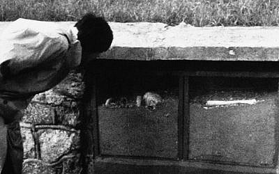 A visitor to the site of the former World War II Nazi death camp at Sobibor in eastern Poland, examines a display case containg the ashes and bones of victims of the camp's gas chambers, Nov. 6, 1987. The mound in the background is formed by human ashes. (photo credit: AP Photo/Czarek Sokolowski)
