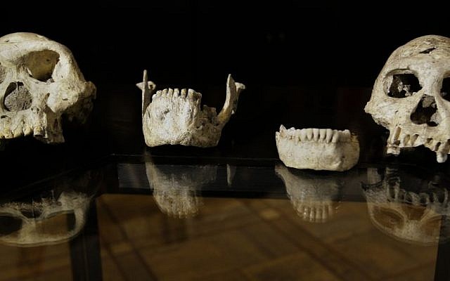 Ancient skulls and jaws of pre-human ancestors are displayed at the Georgia National Museum in Tbilisi, Georgia. (photo credit: AP/Shakh Aivazov)