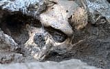 Illustrative photo of a human skull (photo credit: AP/Courtesy of Georgia National Museum)