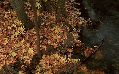 A floor of fallen leaves in Metulla (photo credit: Doron Horowitz/Flash 90)