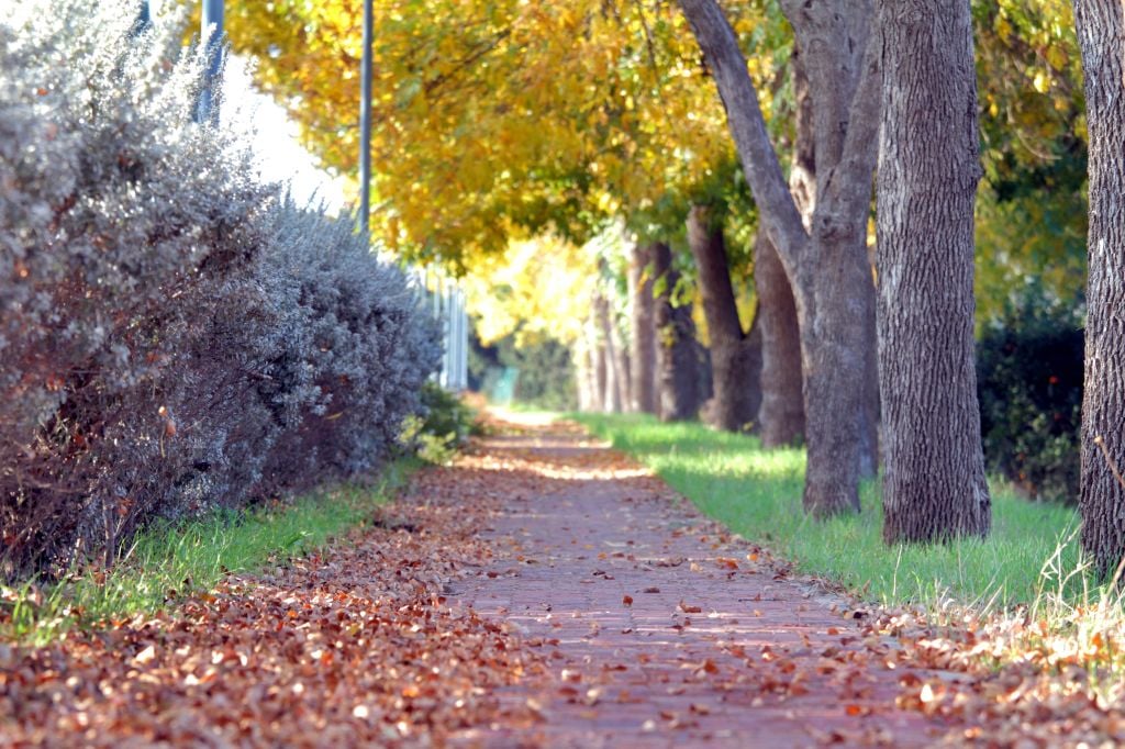 A path covered with falling leaves at the entrance to Haniel, in the Sharon plain, in December (photo credit: Chen LeopoldFlash 90)