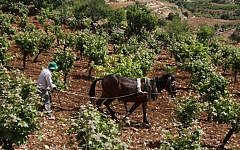 A Palestinian farmer uses a handplow and a horse to work on his vinyard in the West Bank near the Jewish settlement of Efrat, on May 8, 2013. (Photo credit: Gershon Elinson/Flash90)