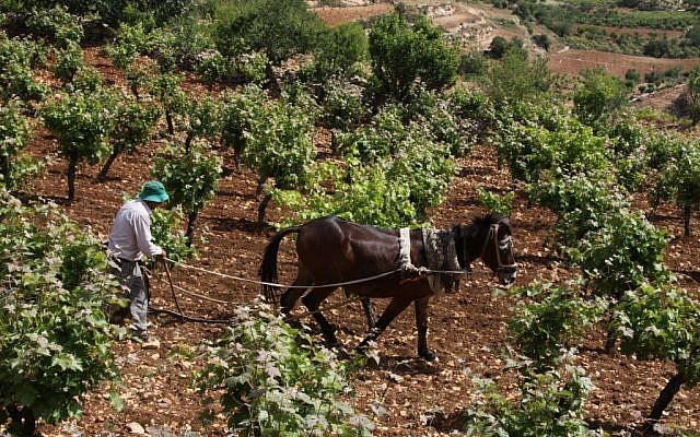 A Palestinian farmer uses a handplow and a horse to work on his vinyard in the West Bank near the Jewish settlement of Efrat, on May 8, 2013. (Photo credit: Gershon Elinson/Flash90) A Palestinian farmer uses a handplow and a horse to work on his vinyard in the West Bank near the Jewish settlement of Efrat, on May 8, 2013. (Photo credit: Gershon Elinson/Flash90)