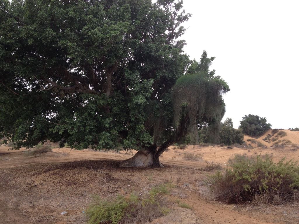 The soaring sycamore tree, dotted throughout the sand dune park (photo credit: Jessica Steinberg/Times of Israel)