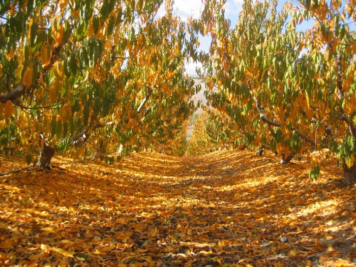 Trees changing color in Metulla (Courtesy Israel Free Photo Collection)