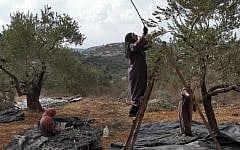 Illustrative photo of Palestinian women picking olives. (Nati Shohat/Flash90)