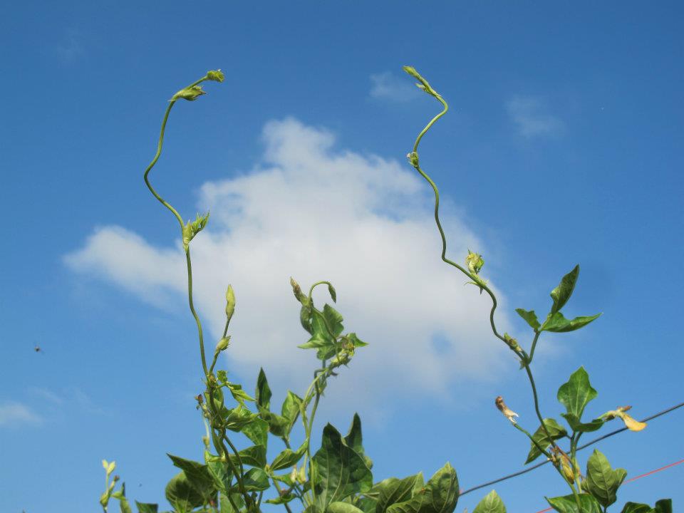 Lubia or Thai yard-long beans, growing in the fields (photo credit: Chubeza) Lubia or Thai yard-long beans, growing in the fields (photo credit: Chubeza)
