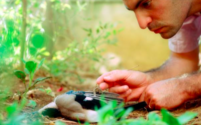 Another local artist, Gustavo Sagorsky, looks for the connections between art and nature (Courtesy Manofim)