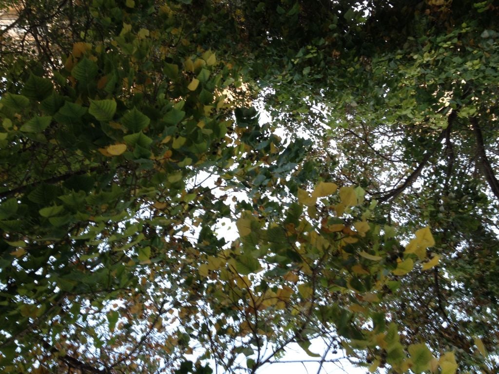 Glancing up at leaves turning yellow in Jerusalem (photo credit: Jessica Steinberg/Times of Israel)