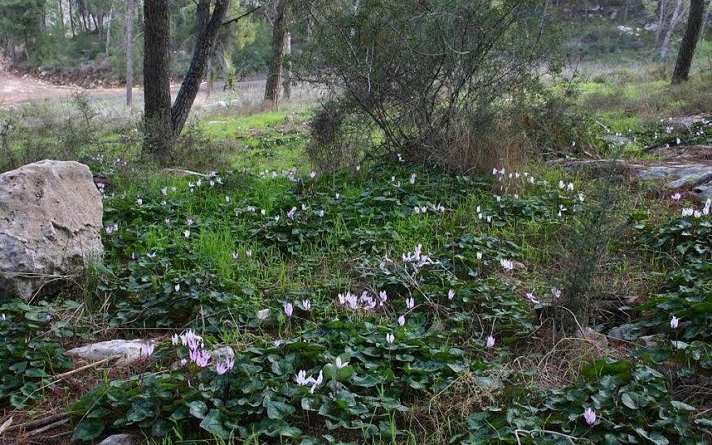 Cyclamen in bloom at Angels' Forest (photo credit: Shmuel Bar-Am) Cyclamen in bloom at Angels' Forest (photo credit: Shmuel Bar-Am)