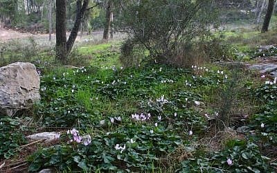 Cyclamen in bloom at Angels' Forest (photo credit: Shmuel Bar-Am)