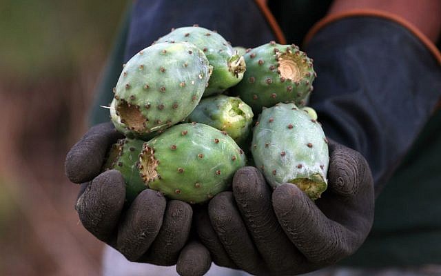 Fruit from the sabra cactus plant. (photo credit: Issam Rimawi/Flash90)