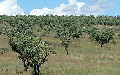 A field in Krugersdorp, South Africa (photo credit: JMK/Wikimedia Commons/File)