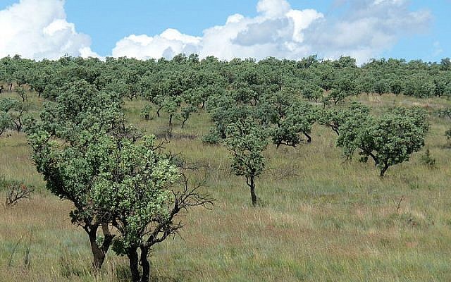A field in Krugersdorp, South Africa (photo credit: JMK/Wikimedia Commons/File) A field in Krugersdorp, South Africa (photo credit: JMK/Wikimedia Commons/File)