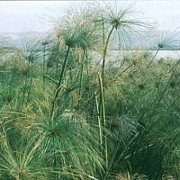 Huleh foliage (photo credit: Shmuel Bar-Am) Huleh foliage (photo credit: Shmuel Bar-Am)