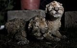 African lion cubs, Fajr, right, and his sister, Sejeel, left, rest after feeding at a zoo in Beit Lahiya, northern Gaza Strip. Authorities said the pair have died. (photo credit: AP Photo/Hatem Moussa, File)