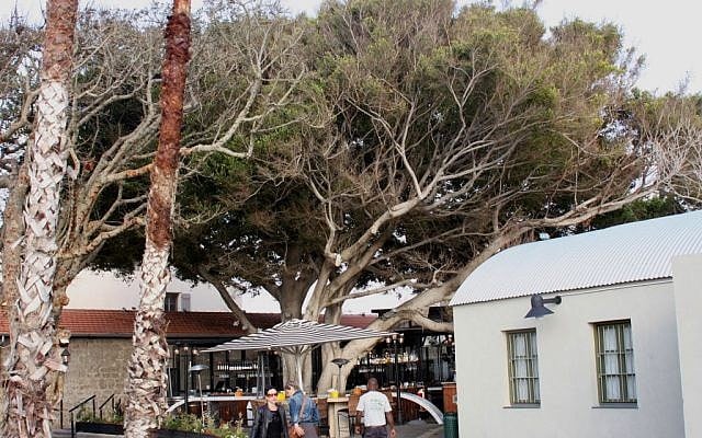 HaTahana restaurants and ficus tree (photo credit: Shmuel Bar-Am)