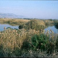 Huleh Nature Reserve (photo credit: Shmuel Bar-Am) Huleh Nature Reserve (photo credit: Shmuel Bar-Am)