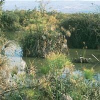 Huleh Nature Reserve (photo credit: Shmuel Bar-Am) Huleh Nature Reserve (photo credit: Shmuel Bar-Am)