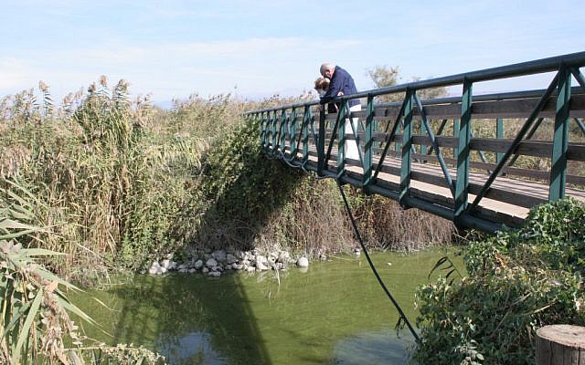 Catfish-watching from the bridge at Huleh Nature Reserve (photo credit: Shmuel Bar-Am)