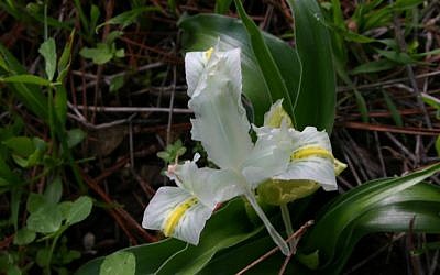 Irises in bloom (photo credit: Shmuel Bar-Am)