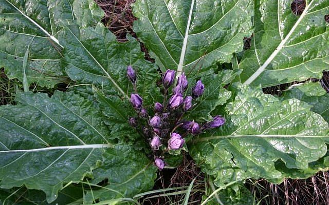 The storied mandrake (photo credit: Shmuel Bar-Am)