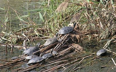 Turtles at the Huleh Nature Reserve (photo credit: Shmuel Bar-Am)