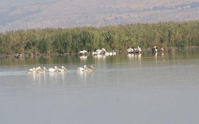 White pelicans at Huleh Nature Reserve (photo credit: Shmuel Bar-Am)