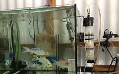 An aquarium outfitted with a Hebrew University-developed  bio-filter to reduce nitrate levels (Photo credit: Courtesy)