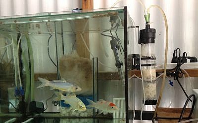 An aquarium outfitted with a Hebrew University-developed  bio-filter to reduce nitrate levels (Photo credit: Courtesy)