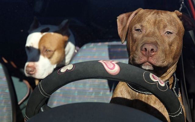 A dog seen sitting in the driver seat of a parked car. December 15, 2013. (Photo credit: Nati Shohat/FLASH90) A dog seen sitting in the driver seat of a parked car. December 15, 2013. (Photo credit: Nati Shohat/FLASH90)
