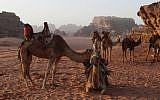 Camels resting in Wadi Rum desert in Jordan, February 8, 2013 (Photo credit: Lucie March/Flash 90)