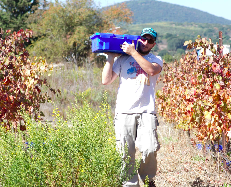 Yehuda Nah, the Jezreel winemaker, out in the fields (Courtesy Jezreel Winery)